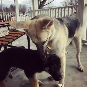 Meet your Posher, Bailey